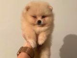 Teddy Bear Face Pomeranian Yavrularımız