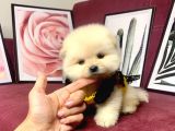 Teddy Bear Face Pomeranian Yavrularımız