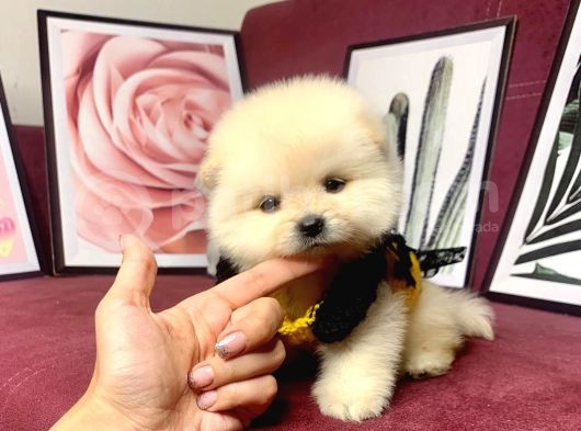 Teddy Bear Face Pomeranian Yavrularımız görsel