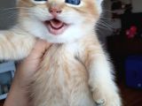 Anne Altından Sağlıklı British Shorthair Yavrular