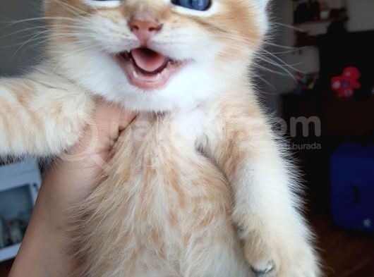 Anne Altından Sağlıklı British Shorthair Yavrular görsel