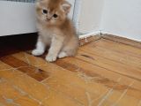 Anne Altından Sağlıklı British Shorthair Yavrular