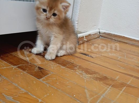 Anne Altından Sağlıklı British Shorthair Yavrular görsel