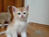 Anne Altından Sağlıklı British Shorthair Yavrular