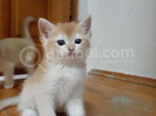 Anne Altından Sağlıklı British Shorthair Yavrular görsel