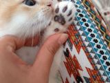 Anne Altından Sağlıklı British Shorthair Yavrular