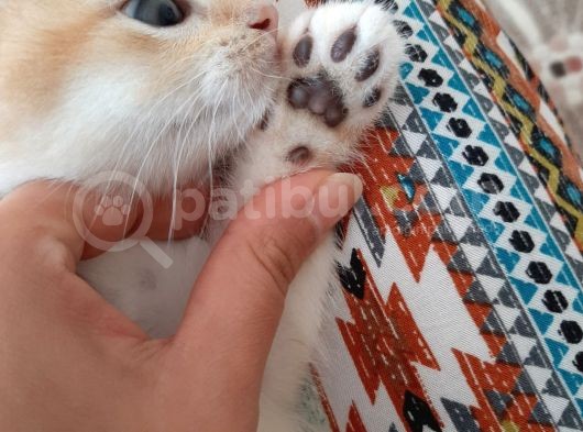 Anne Altından Sağlıklı British Shorthair Yavrular görsel