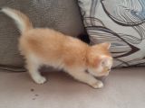 Anne Altından Sağlıklı British Shorthair Yavrular