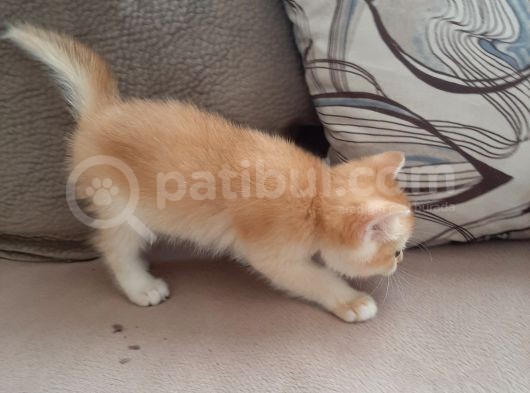 Anne Altından Sağlıklı British Shorthair Yavrular görsel