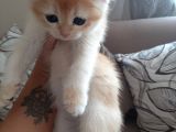 Anne Altından Sağlıklı British Shorthair Yavrular