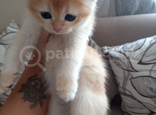 Anne Altından Sağlıklı British Shorthair Yavrular görsel