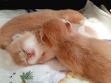 Anne Altından Sağlıklı British Shorthair Yavrular