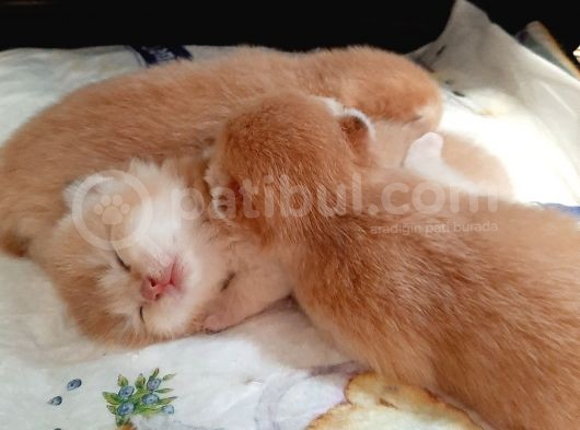 Anne Altından Sağlıklı British Shorthair Yavrular görsel