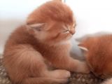 Anne Altından Sağlıklı British Shorthair Yavrular