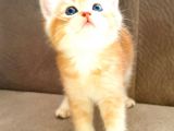Anne Altından Sağlıklı British Shorthair Yavrular