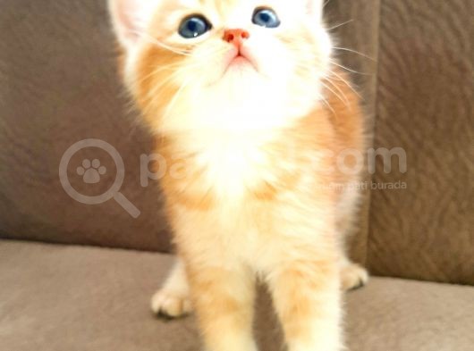 Anne Altından Sağlıklı British Shorthair Yavrular görsel