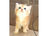 Anne Altından Sağlıklı British Shorthair Yavrular