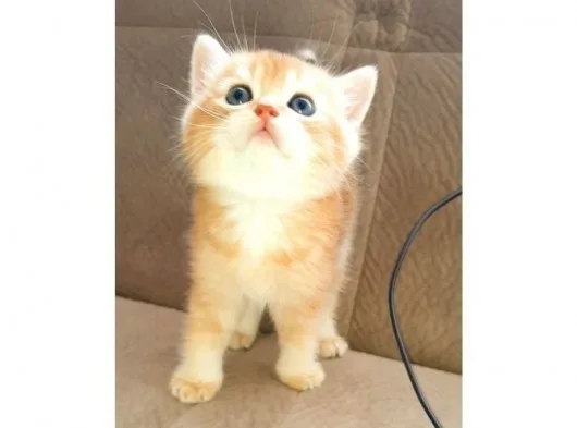 Anne Altından Sağlıklı British Shorthair Yavrular