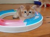 Anne Altından Sağlıklı British Shorthair Yavrular