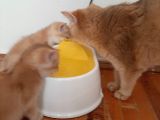 Anne Altından Sağlıklı British Shorthair Yavrular