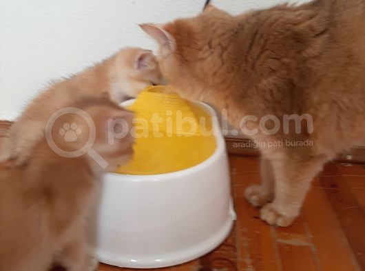 Anne Altından Sağlıklı British Shorthair Yavrular görsel