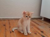 Anne Altından Sağlıklı British Shorthair Yavrular
