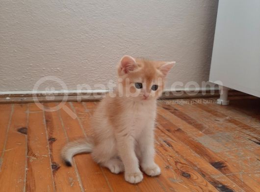 Anne Altından Sağlıklı British Shorthair Yavrular görsel