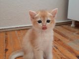 Anne Altından Sağlıklı British Shorthair Yavrular
