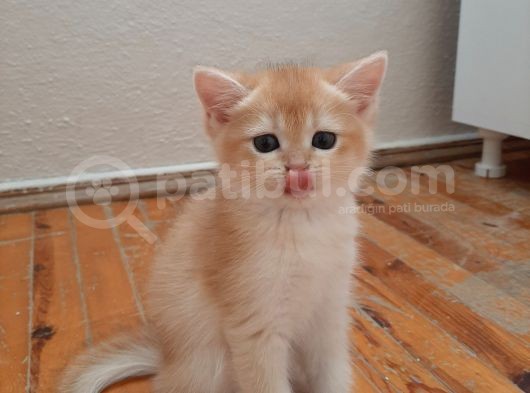 Anne Altından Sağlıklı British Shorthair Yavrular görsel
