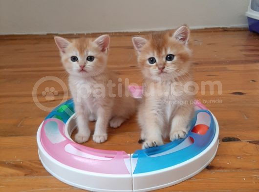 Anne Altından Sağlıklı British Shorthair Yavrular görsel
