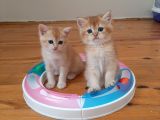 Anne Altından Sağlıklı British Shorthair Yavrular