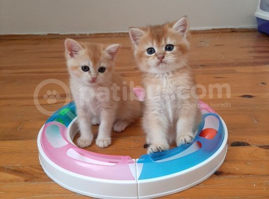 Anne Altından Sağlıklı British Shorthair Yavrular görsel