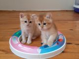 Anne Altından Sağlıklı British Shorthair Yavrular