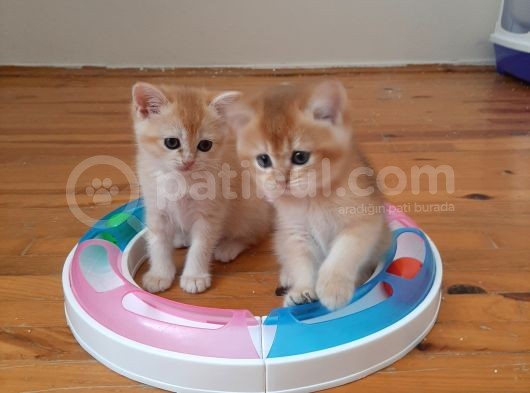 Anne Altından Sağlıklı British Shorthair Yavrular görsel
