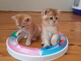 Anne Altından Sağlıklı British Shorthair Yavrular