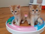 Anne Altından Sağlıklı British Shorthair Yavrular