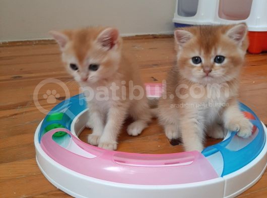 Anne Altından Sağlıklı British Shorthair Yavrular görsel