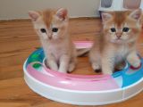 Anne Altından Sağlıklı British Shorthair Yavrular