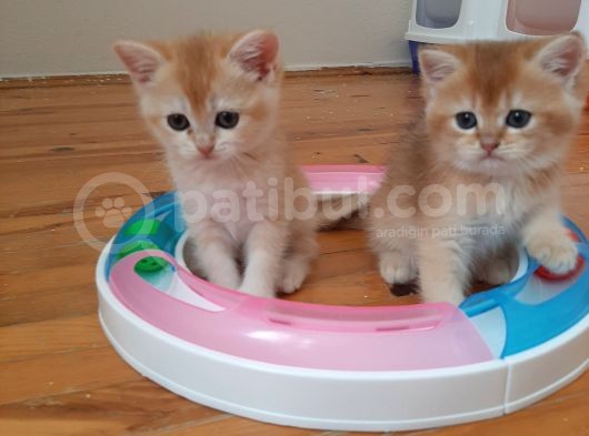 Anne Altından Sağlıklı British Shorthair Yavrular görsel