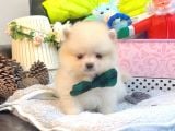 Teddy Bear Face Pomerian Yavrularımız