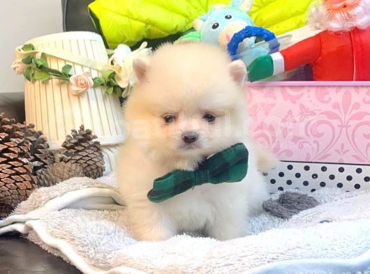 Teddy Bear Face Pomerian Yavrularımız görsel
