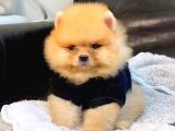 Teddy Bear Face Pomerian Yavrularımız