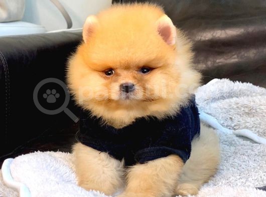 Teddy Bear Face Pomerian Yavrularımız görsel