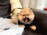Teddy Bear Face Pomerian Yavrularımız