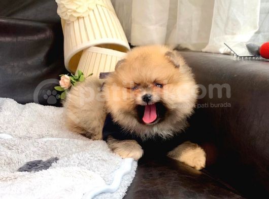 Teddy Bear Face Pomerian Yavrularımız görsel