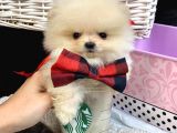 Teddy Bear Face Pomerian Yavrularımız