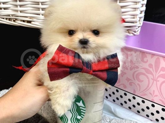 Teddy Bear Face Pomerian Yavrularımız görsel