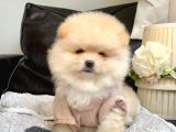 Teddy Bear Face Pomerian Yavrularımız
