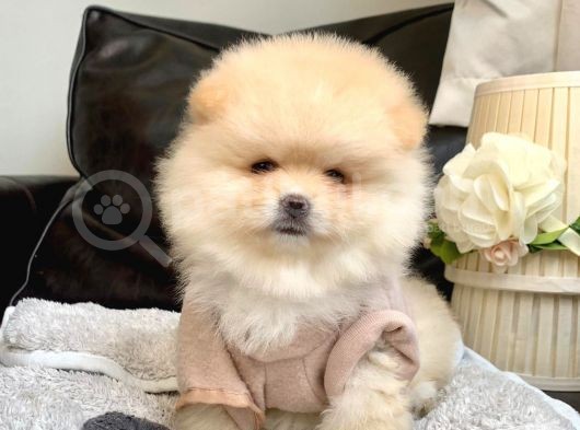 Teddy Bear Face Pomerian Yavrularımız görsel