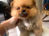 Teddy Bear Face Pomerian Yavrularımız